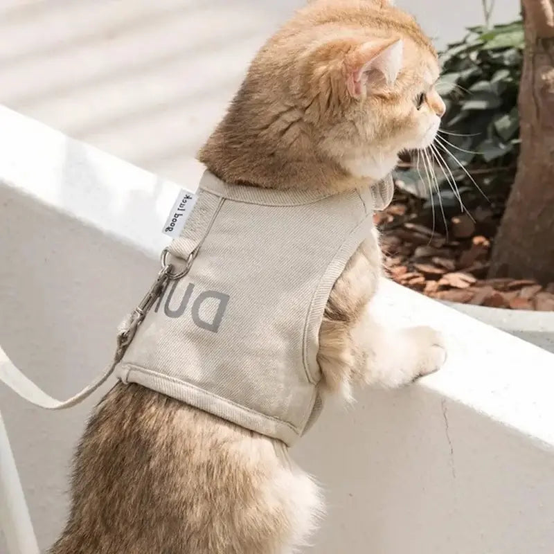 harnais chat veste élégante