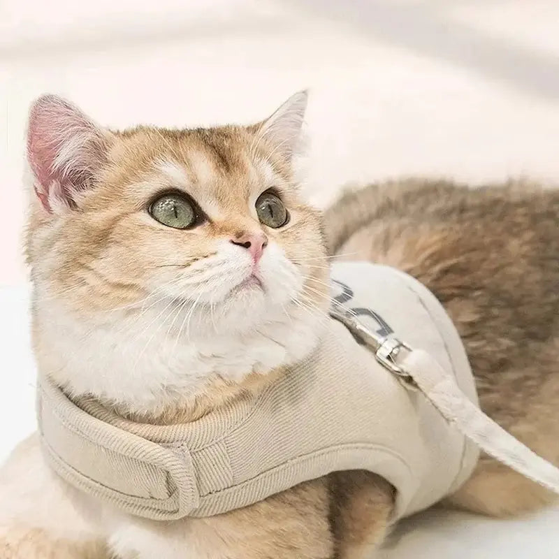 sécurité pour chats balade