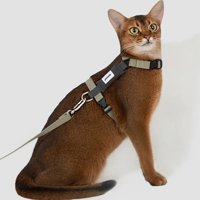harnais MiaouSafe pour chat