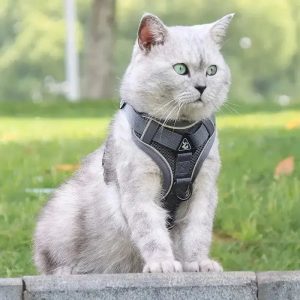 harnais chat sécurisé
