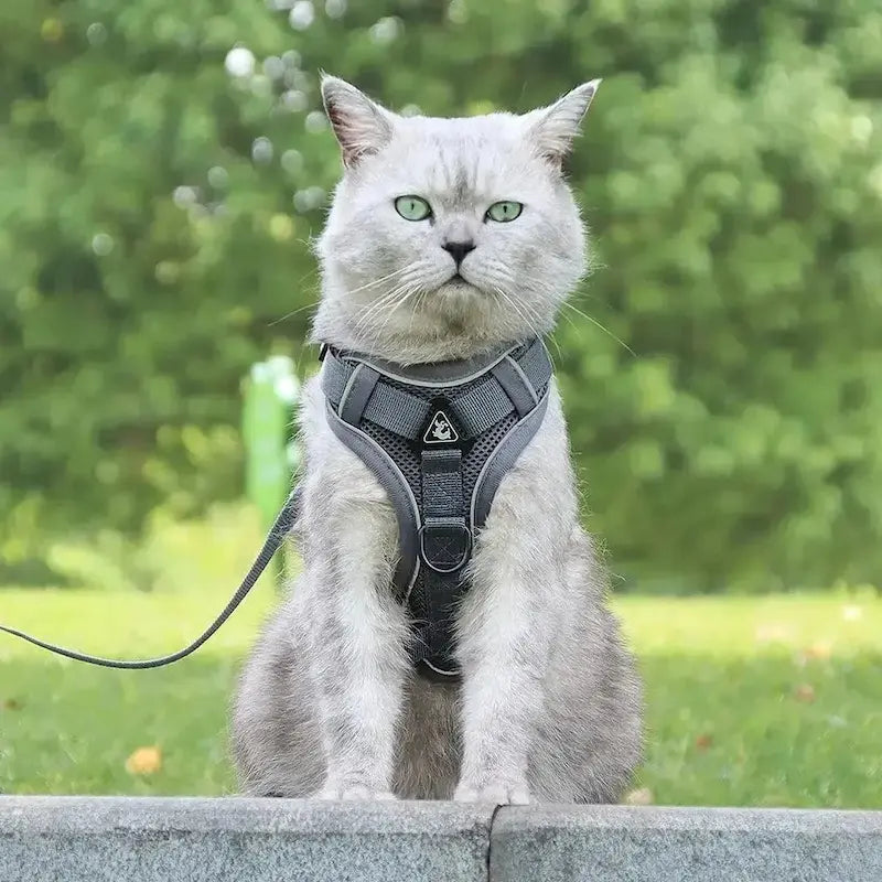 harnais CatSafe