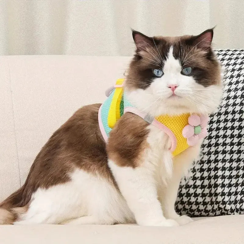 harnais élégant pour chat