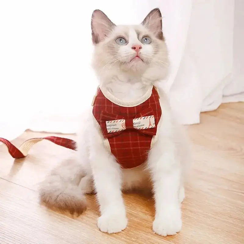 harnais chat noeud papillon