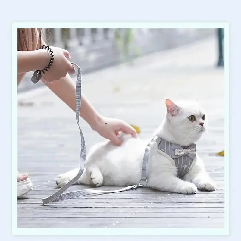 elegant chat harnais design
