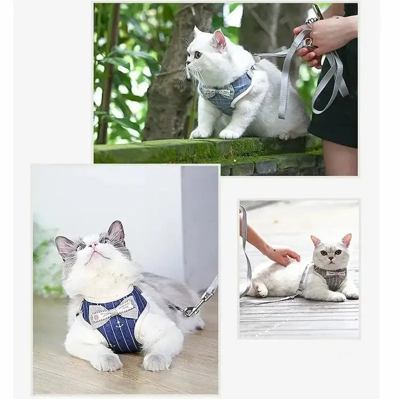 chat promenades style harnais