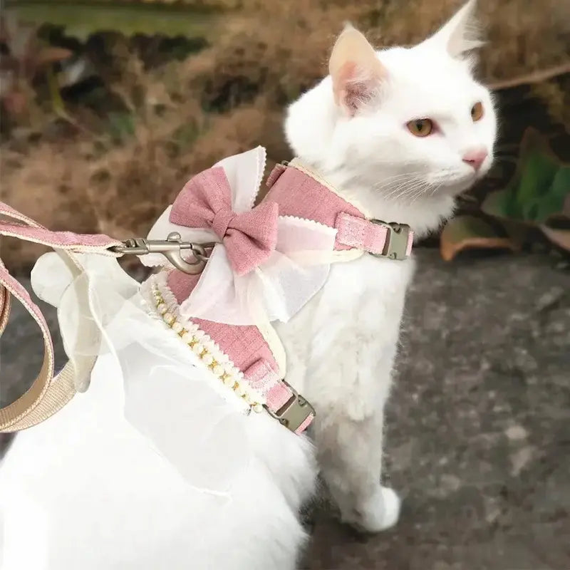 confort royal chat