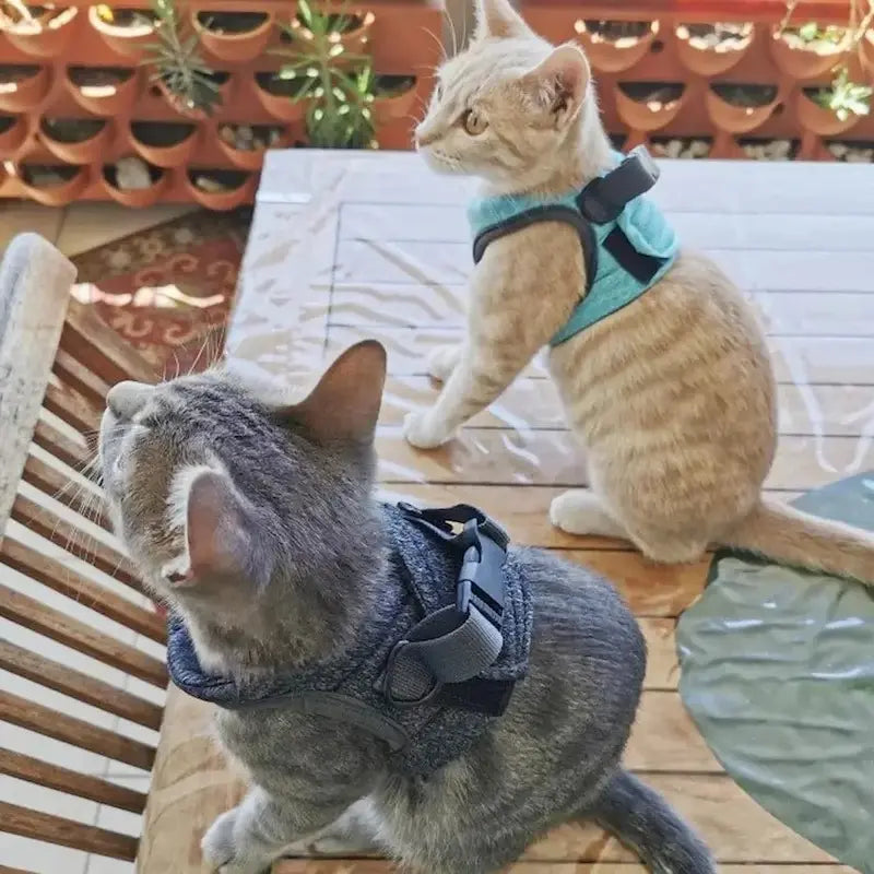 sécurité chat en promenade