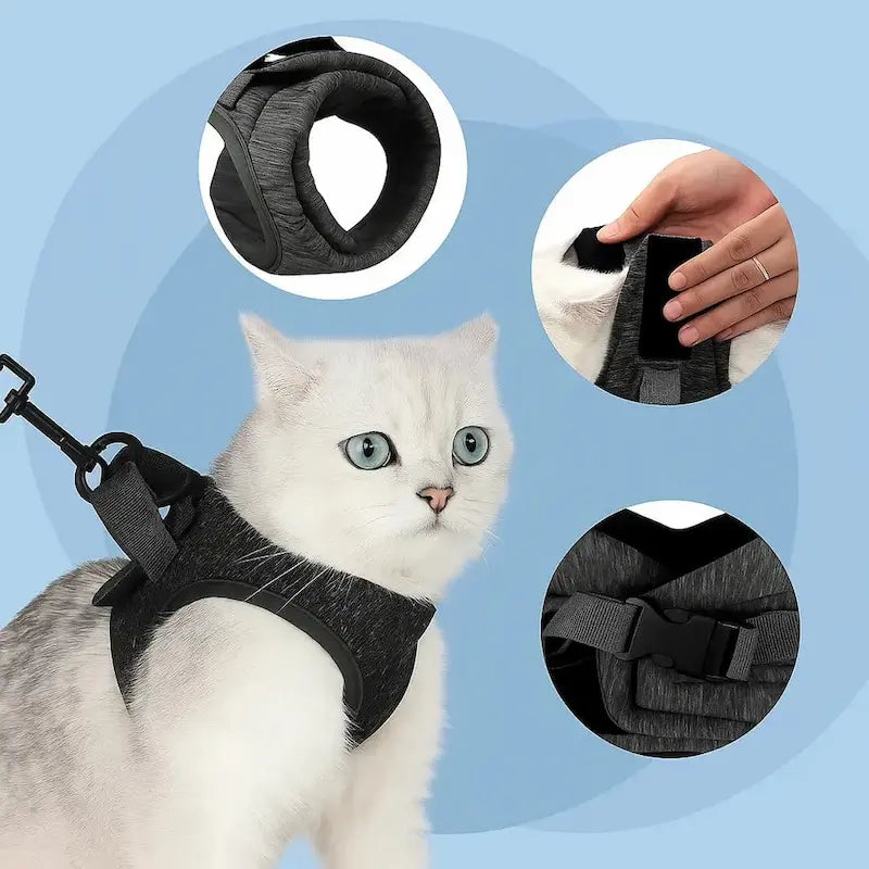 confort pour chats actifs