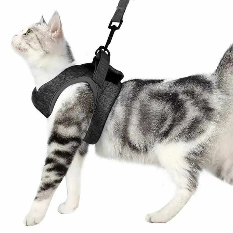 élégance harnais chat