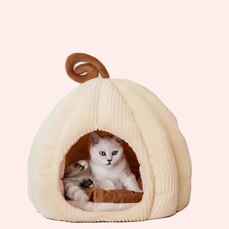 maison citrouille pour chat