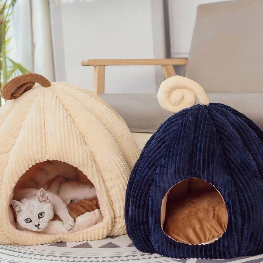 maison fermée citrouille chat