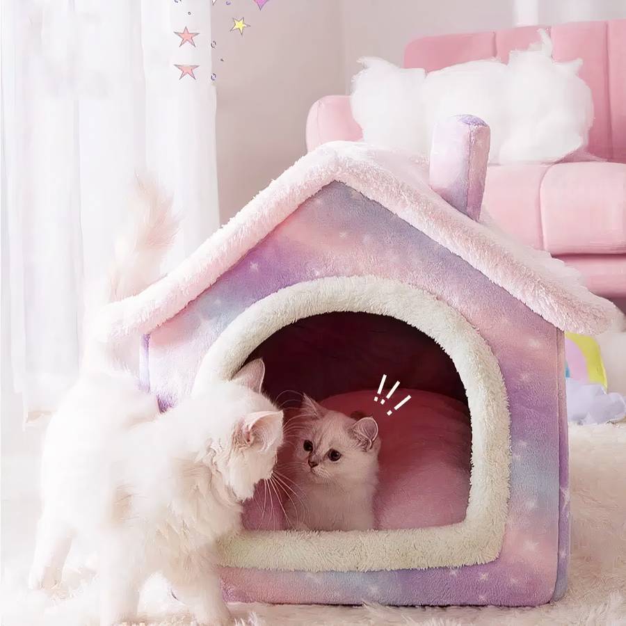Refuge chat couleur licorne
