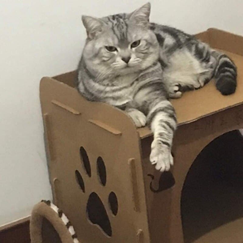 nid douillet pour chat