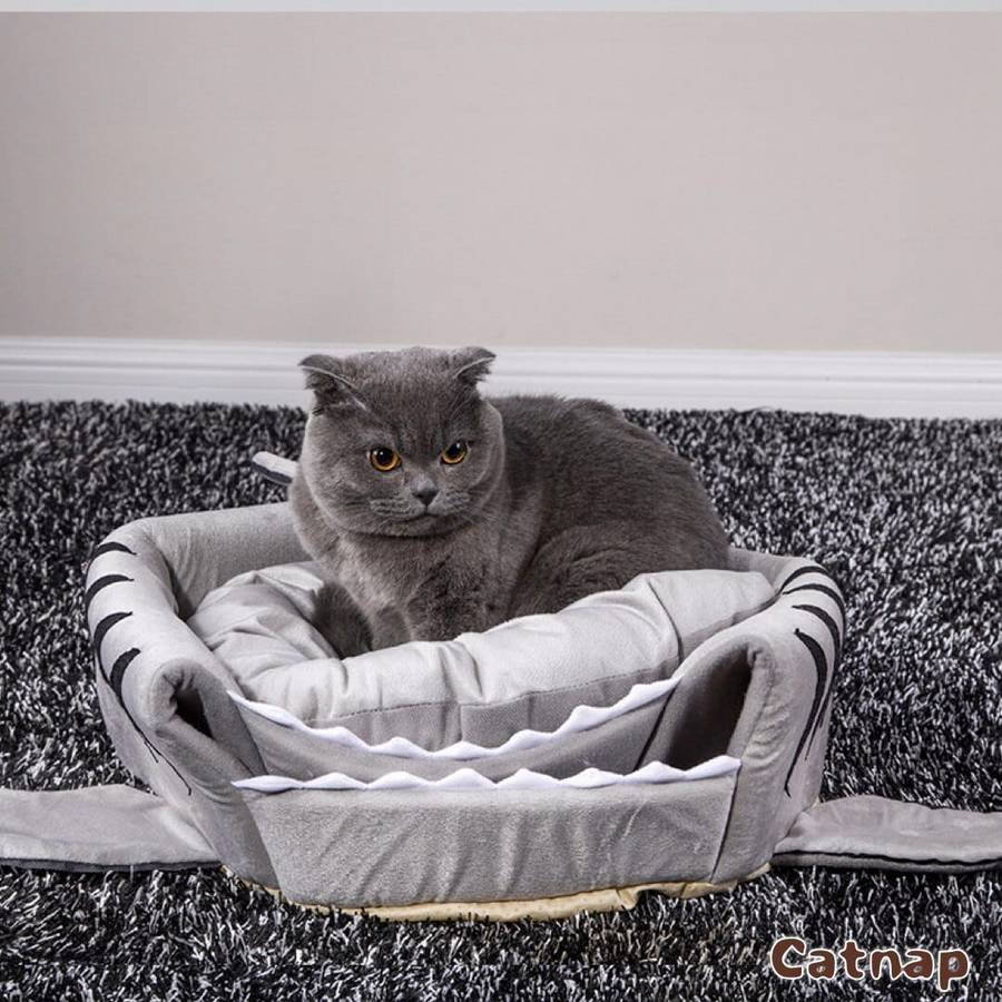 confort maison chat requin