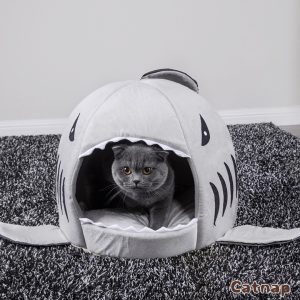 maison pour chat requin