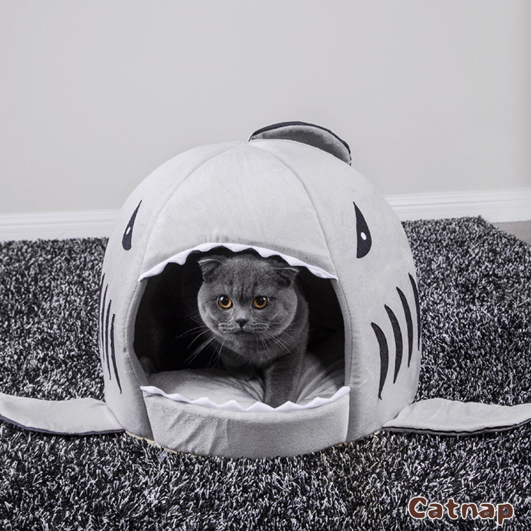 maison pour chat requin