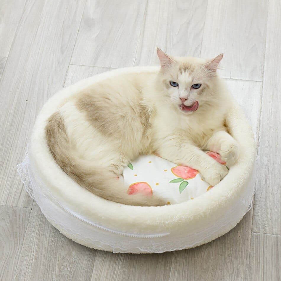 berceau chat blanc avec fruits