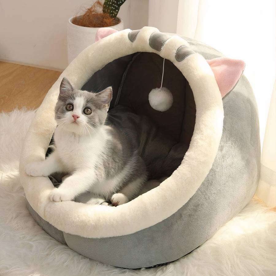 loge chat esthétique