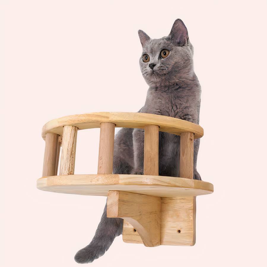 véranda escalade mur chat